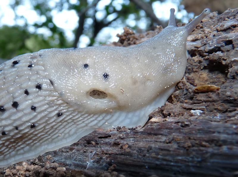 Grande Limax punctulatus o L. redii dal Val Fredda (VA)